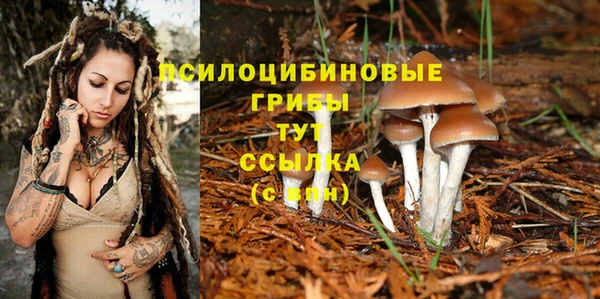 прущие грибы Володарск